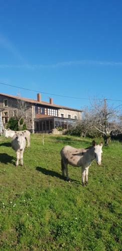Agroturismo Turismo Rural El Piensu