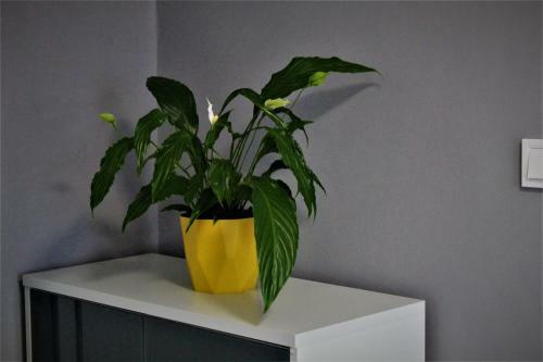 Apartament Przy Arsenale