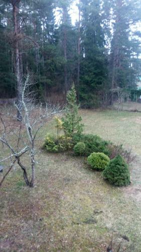 ?????? ??????? Svetofor ? Narva-j�esuu
