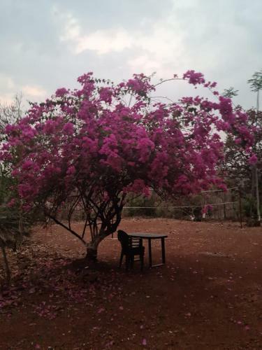 Savli Farms Camping And Adventures