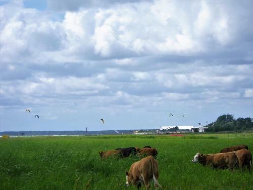 Apartamento Ruudu K�laliskorter