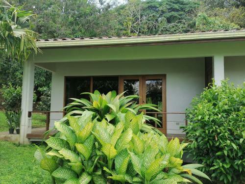 Bed & Breakfast La Ceiba Tree Lodge
