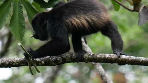 Bed & Breakfast La Ceiba Tree Lodge