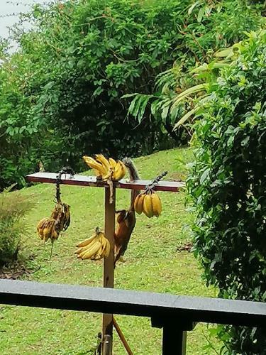 Bed & Breakfast La Ceiba Tree Lodge