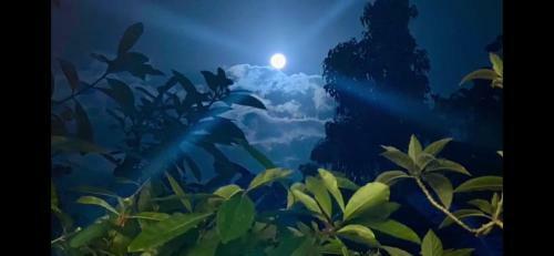 Bed & Breakfast La Ceiba Tree Lodge