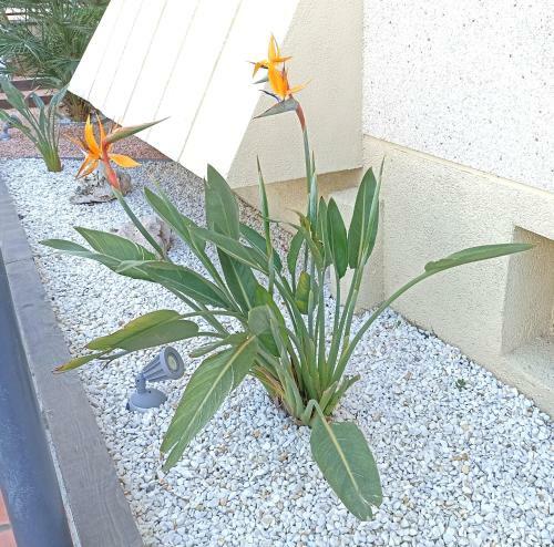 Apartamento Villa Adriana 205b