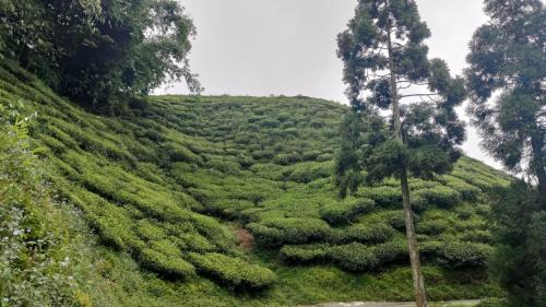Theeng's Homestay(mirik)