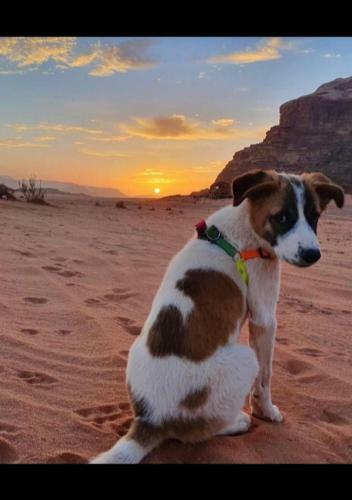 Wadi Rum Watch The Stars