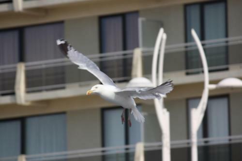 Apartamento Appartement De Panne Zonneblik