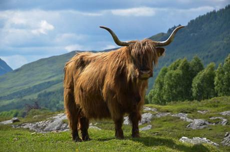 Glencroft A Fairytale Highland Cottage