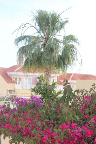 Apartamento Carolinas Aptmt Orihuela