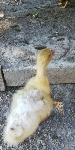 Bed & Breakfast La Gallina Nel Castello
