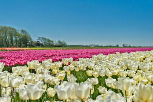 Apartamento Alkmaardeluxe # Netherlands