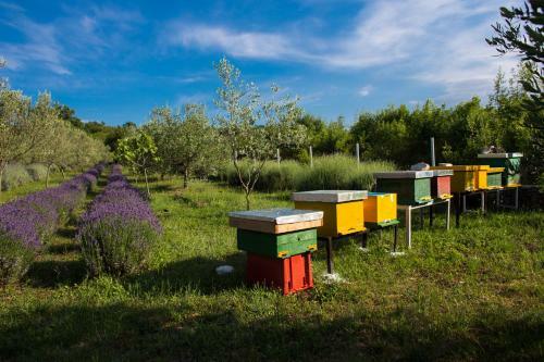 Officinalis - Family Vacation House
