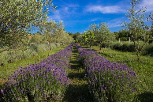 Officinalis - Family Vacation House