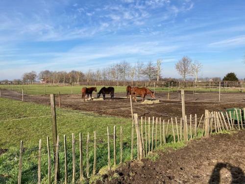 Apartamento Bed Met Paard