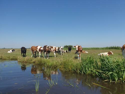 Vakantiehuisje 't Wiede