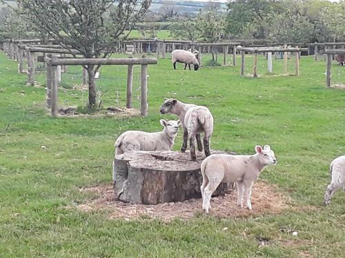 Larkworthy Farm Glamping Holiday Cabins