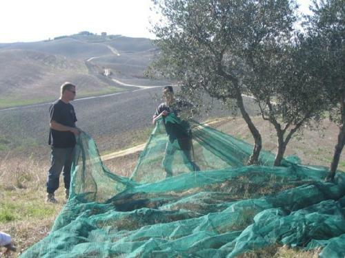 The Lazy Olive Villa - Podere Finerri