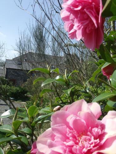 Hostal Stag Coach House