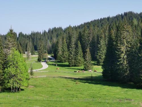 Chalet Stara Jelka Pokljuka