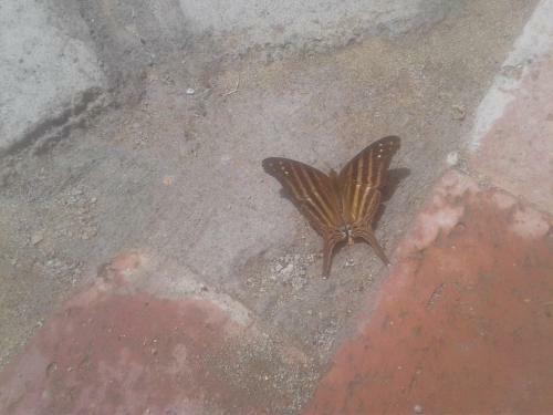 Agroturismo Laureana Hotel Campestre