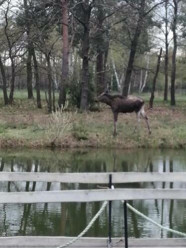 Agroturismo Zacisze U Rysia