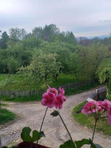 Agroturismo Casa Alina Breb