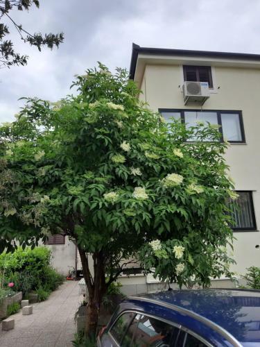 Apartma Lavela