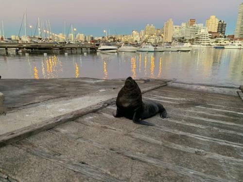 Apartamento En Pen�nsula Punta Del Este