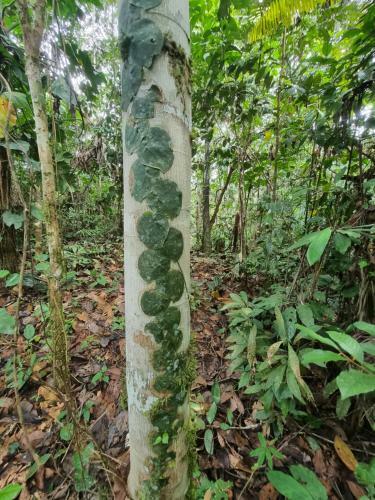 Mil�a Amazon Lodge