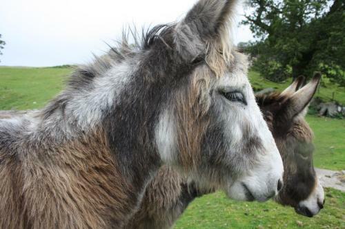 Agroturismo Ardgarry Farm