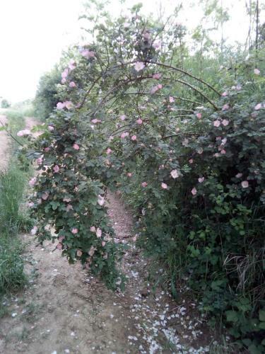 Apartamento ?umska Idila Rakovac