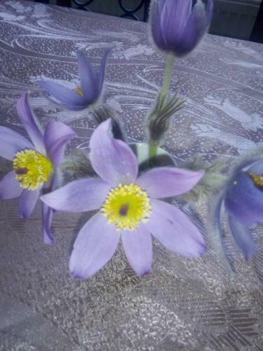 Apartamento ?umska Idila Rakovac