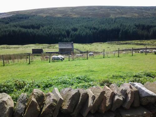 Bed & Breakfast Hill Top - Killhope