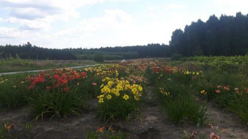 Lodge Winnica D?bog�ra