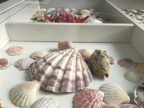 Apartament Lazur