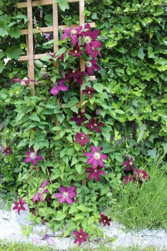 Apartament Kameralny