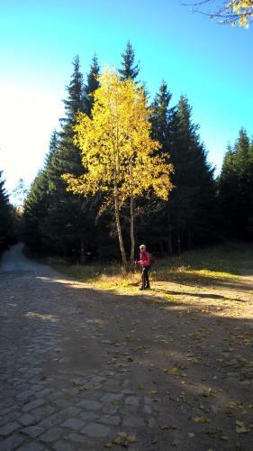 Apartament Kameralny