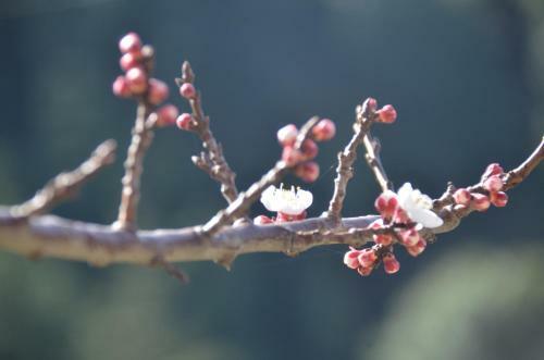 Hotel Hari Om Paradise