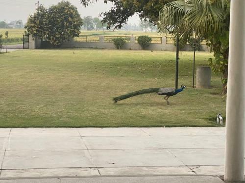 Agroturismo Mango Grove Farm
