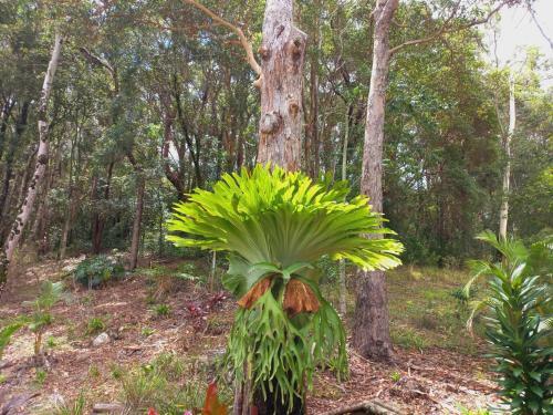 Lodge The Junglehouse Noosa