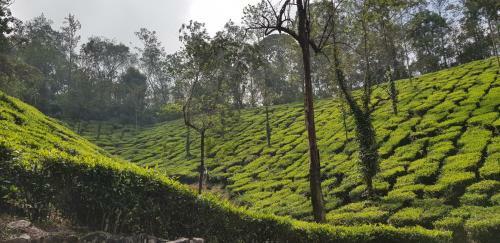 Villa Zalo Wayanad