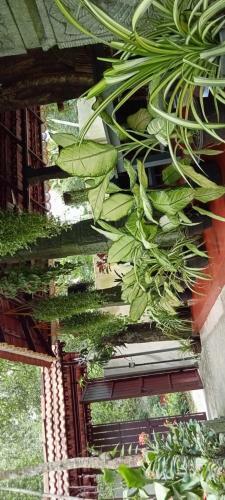 Apartamento Marari Beach Swapna Villa