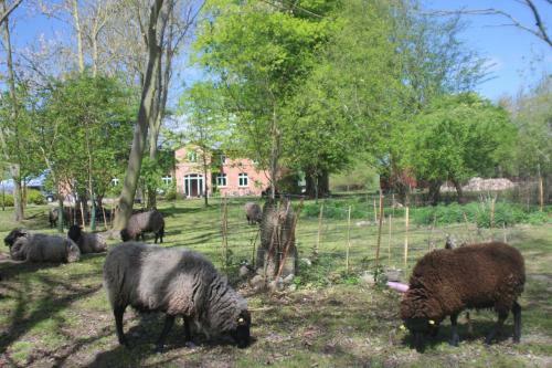 Sch�ferwagen Auf Dem Biogut-saalkow