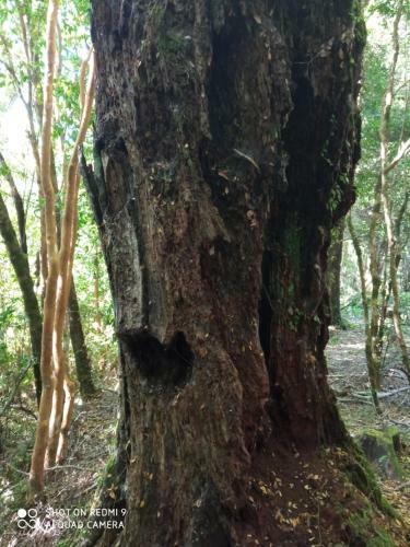 Apartamento Caba�as Las Chilcas Maull�n