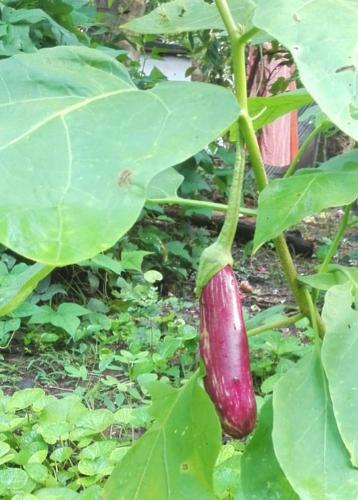 Kalimetiya Beach Cabana