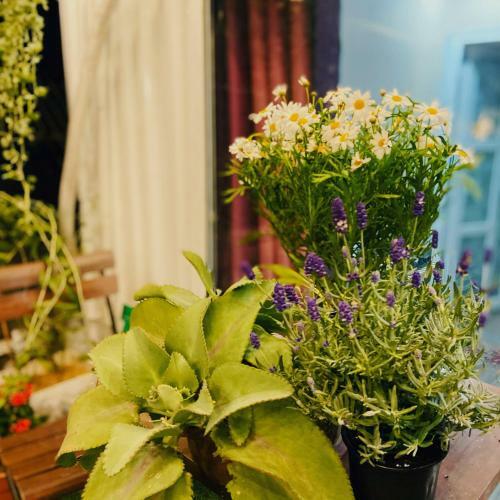 Apartamento Haiphong Backpacker Hostel