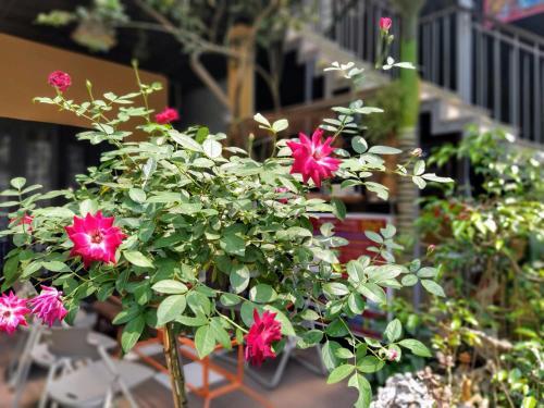 Bed & Breakfast Q' Garden Homestay Villa