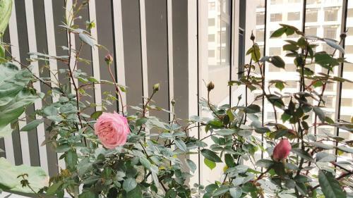 Apartamento Homestay Ecolux Vinhomes Ocean Park